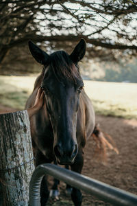 Close-up portrait of horse