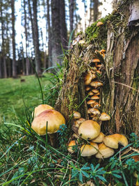 Close-up of mushrooms growing on field