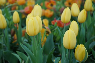 Close-up of yellow tulips