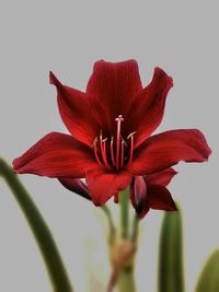 Close-up of red flower