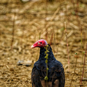 Close-up of a bird