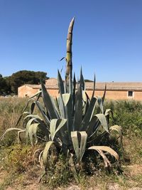Close-up of cactus growing on field against clear blue sky