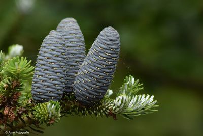 Close-up of pine cones
