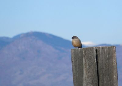 Bird perching on wooden post against sky