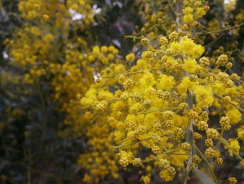 Close-up of yellow flowers