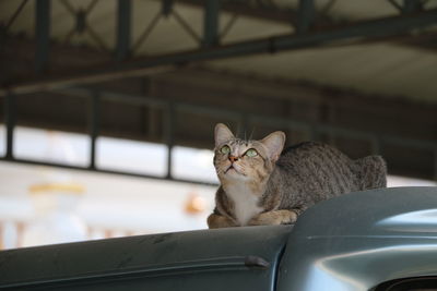 Close-up portrait of cat on car