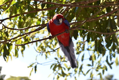 Low angle view of parrot perching on tree