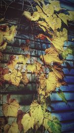 Leaves on wall