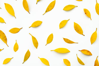 High angle view of leaves on white background