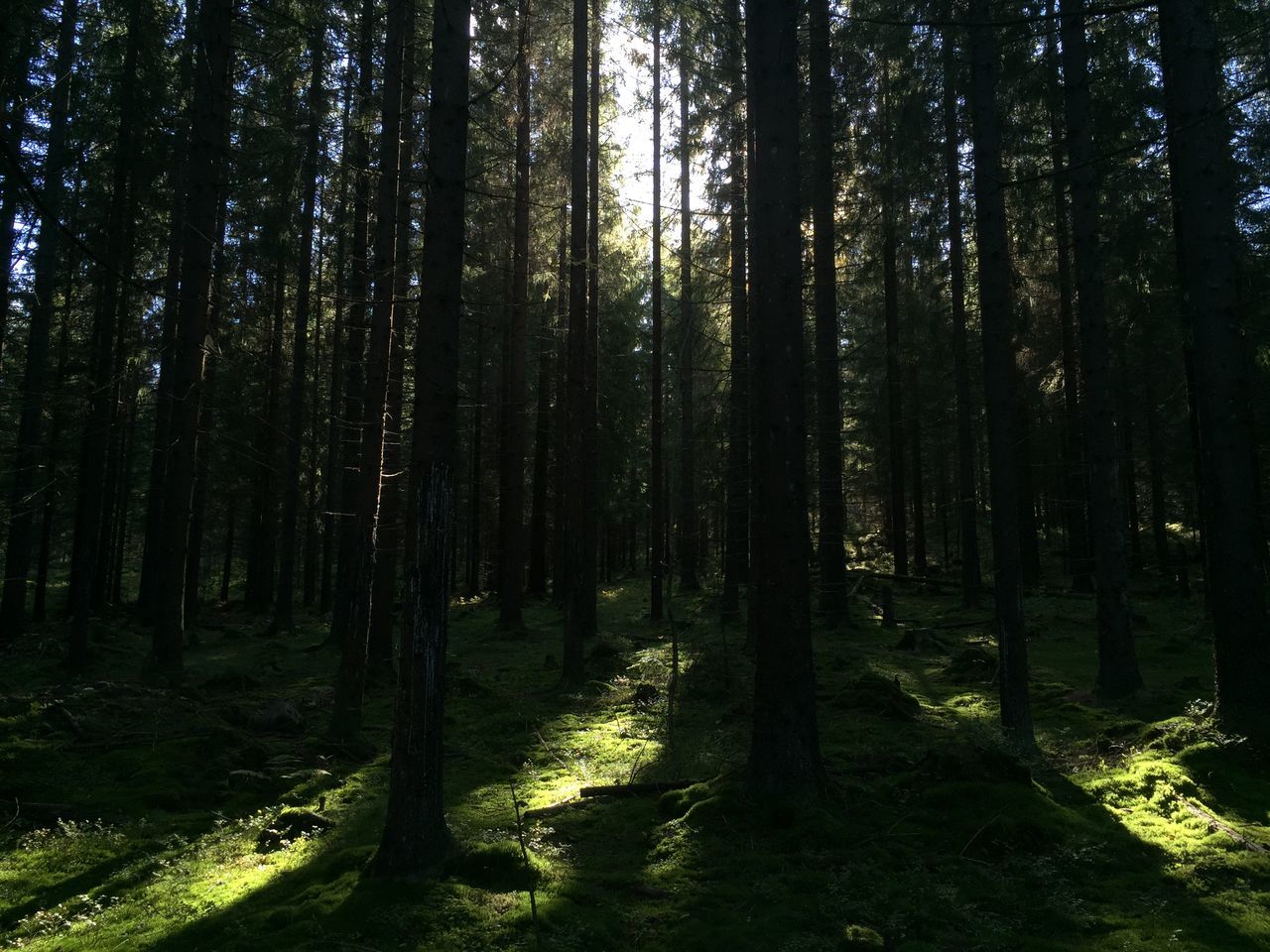 tree, forest, tree trunk, woodland, tranquility, growth, tranquil scene, nature, beauty in nature, scenics, sunlight, non-urban scene, landscape, day, outdoors, no people, branch, green color, idyllic, shadow