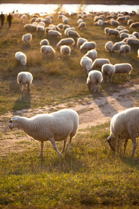 Flock of sheep in a field