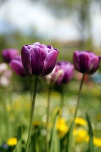 Close-up of pink flowers