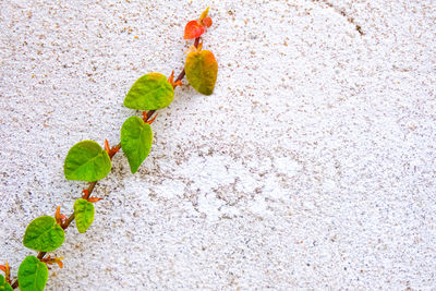 High angle view of small plant on sand