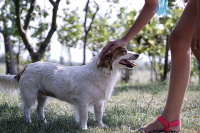 View of a dog on field