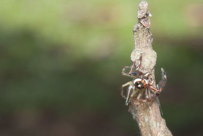 Close-up of insect