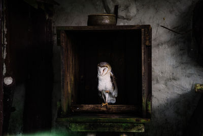 Portrait of a young woman sitting in abandoned house