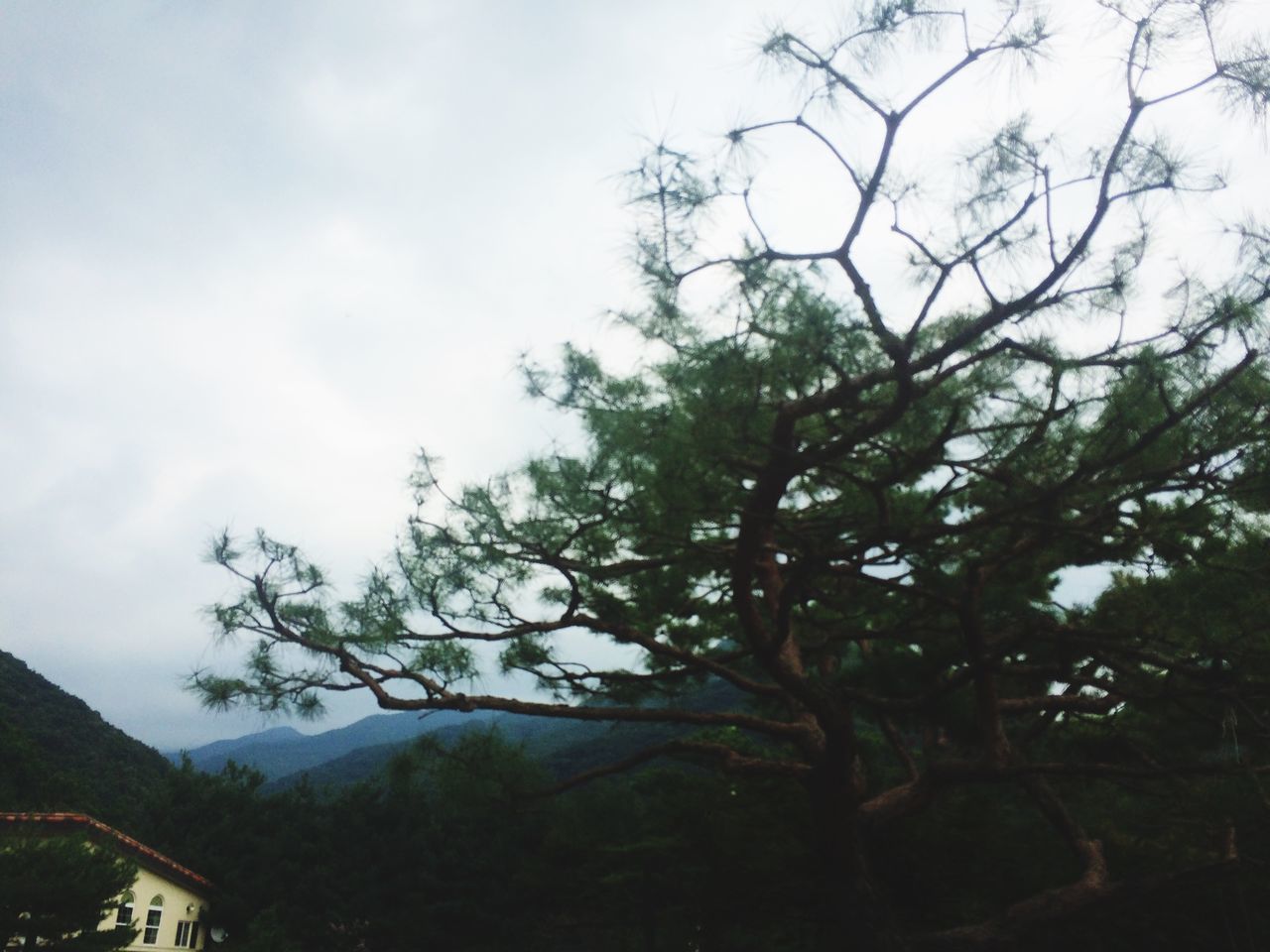 TREES AGAINST CLOUDY SKY