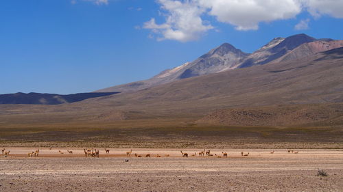 Scenic view of mountains against sky and vicuñas