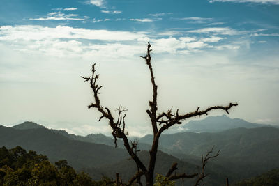 Silhouette of tree against sky