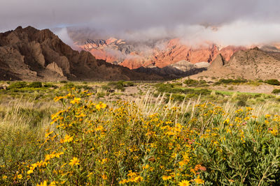 Scenic view of flowering plants against cloudy sky