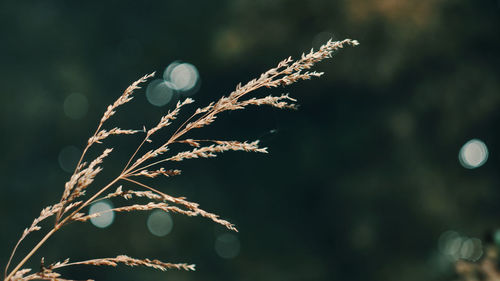 Close-up of plant against blurred background