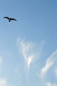 Low angle view of bird flying against sky