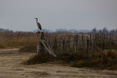 Bird perching on wooden post in field