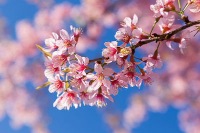 Close-up of pink cherry blossom