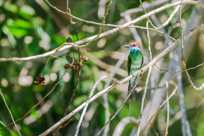 Close-up of bird perching on branch