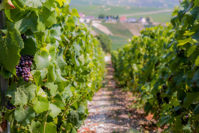 Close-up of grapes growing in vineyard