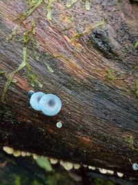 High angle view of mushrooms on tree trunk