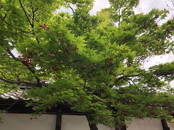 Low angle view of tree by building against sky