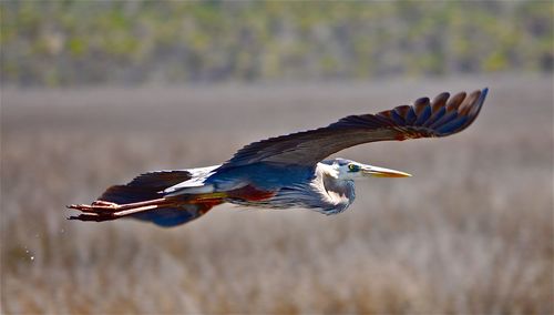 Heron flying over field