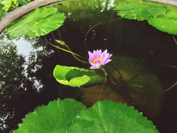 Close-up of lotus water lily in lake