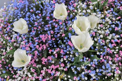 Close-up of white roses