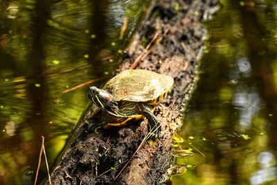 Close-up of a red-eared turtle