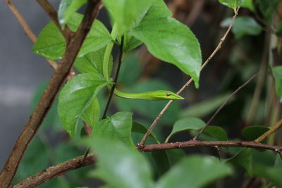 Close-up of insect on leaf