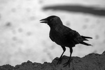 Close-up of bird perching on rock