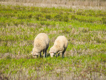 Sheep grazing on field