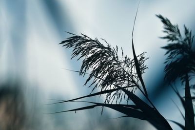 grass