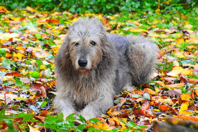 Portrait of a dog on leaves during autumn