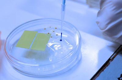 High angle view of chemical being poured from pipette in petri dish on table