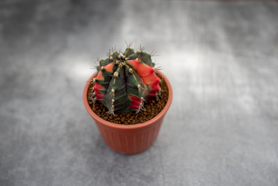 Close-up of potted plant on table