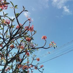 Low angle view of flowering plant against blue sky