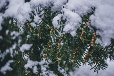 Close-up of frozen tree