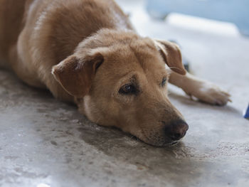 Close-up of dog lying on floor