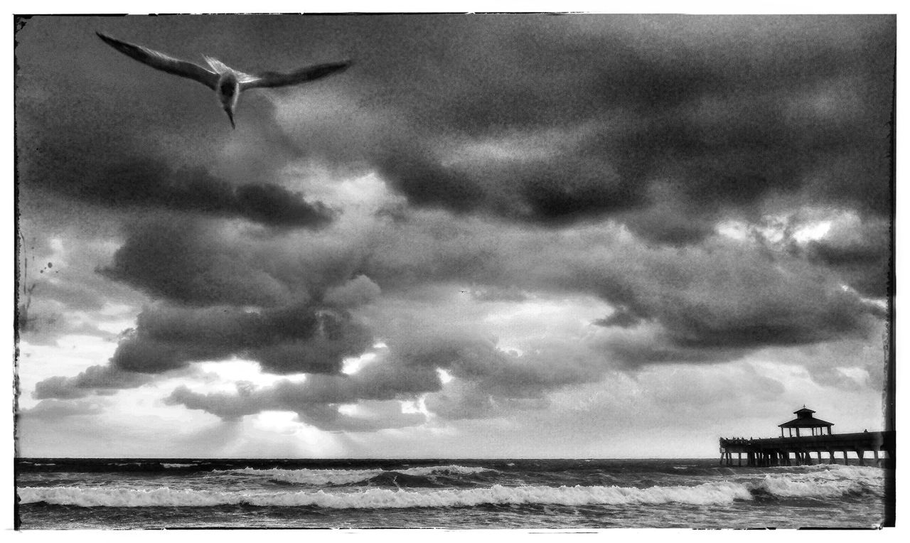 sea, water, horizon over water, transfer print, sky, bird, beach, auto post production filter, tranquility, scenics, tranquil scene, cloud - sky, animal themes, beauty in nature, nature, shore, flying, wildlife, animals in the wild, seagull