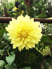 Close-up of yellow flower