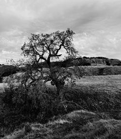 Bare trees on field against cloudy sky