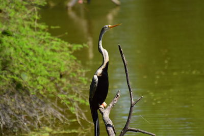 View of a bird perching on a lake